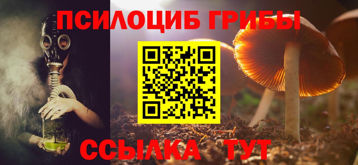 Псилоцибиновые грибы Psilocybine cubensis Саранск